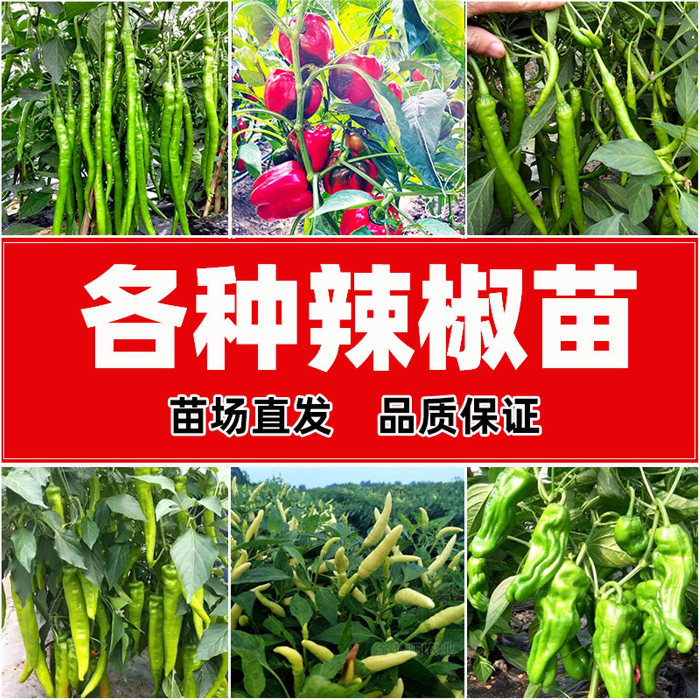 各种辣椒苗蔬菜幼杭线红