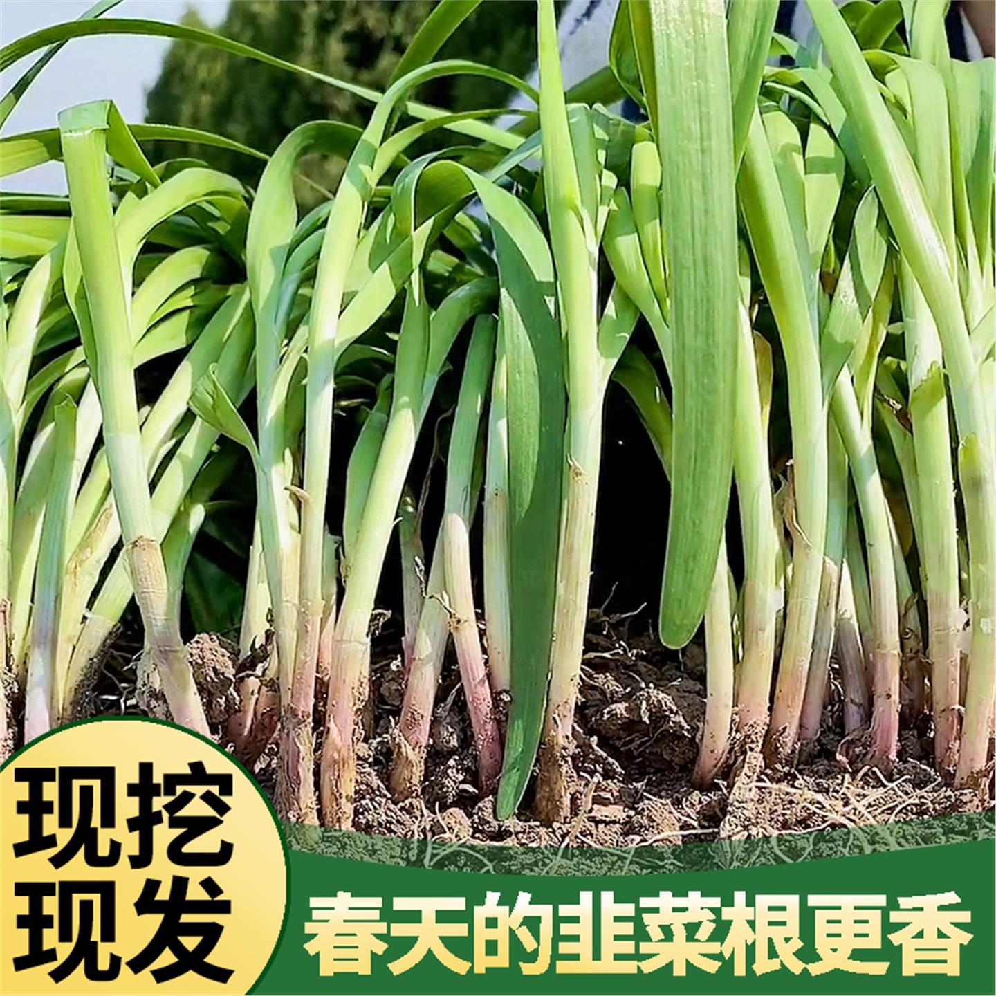 【美农专用】山东寿光独根
