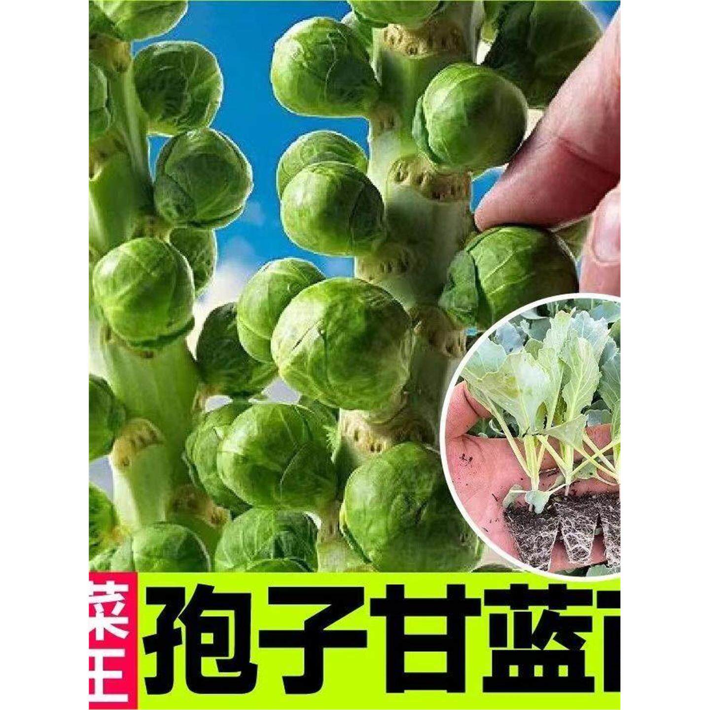 孢子甘蓝苗秧迷你食用小包