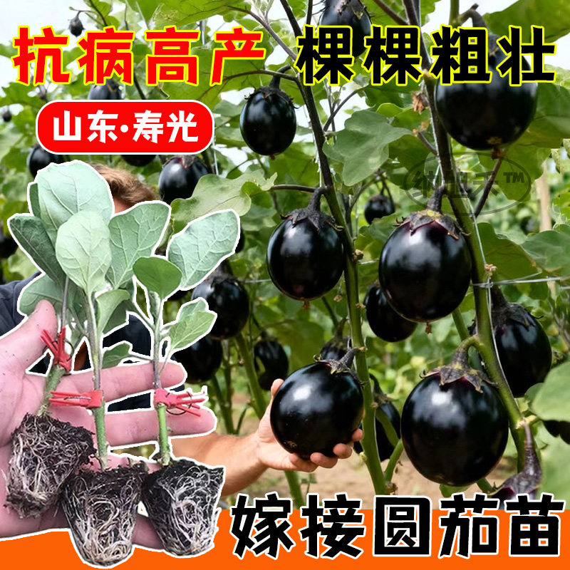 圆茄嫁接子苗秧种大棚露天