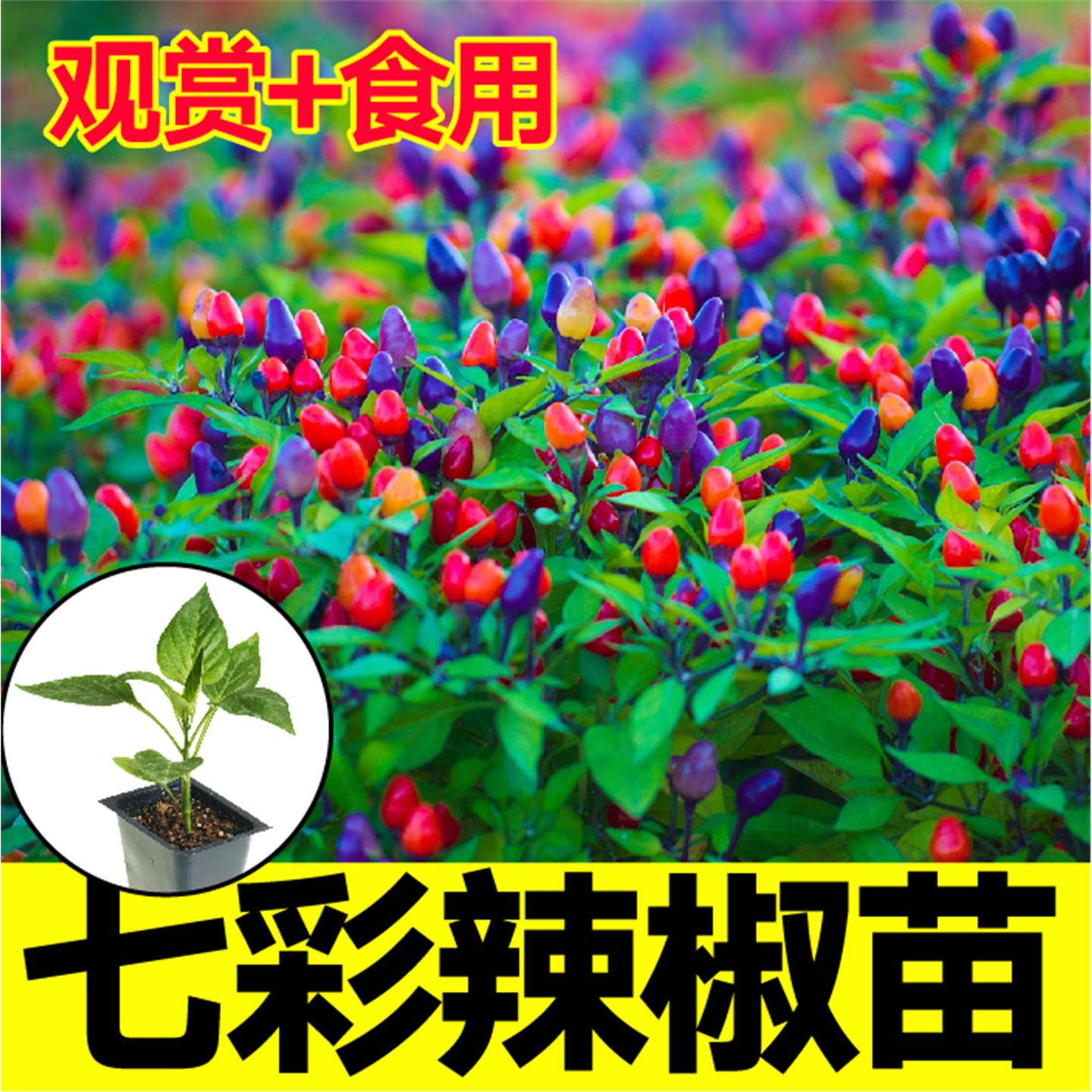 七彩辣椒苗观赏食用多小秧