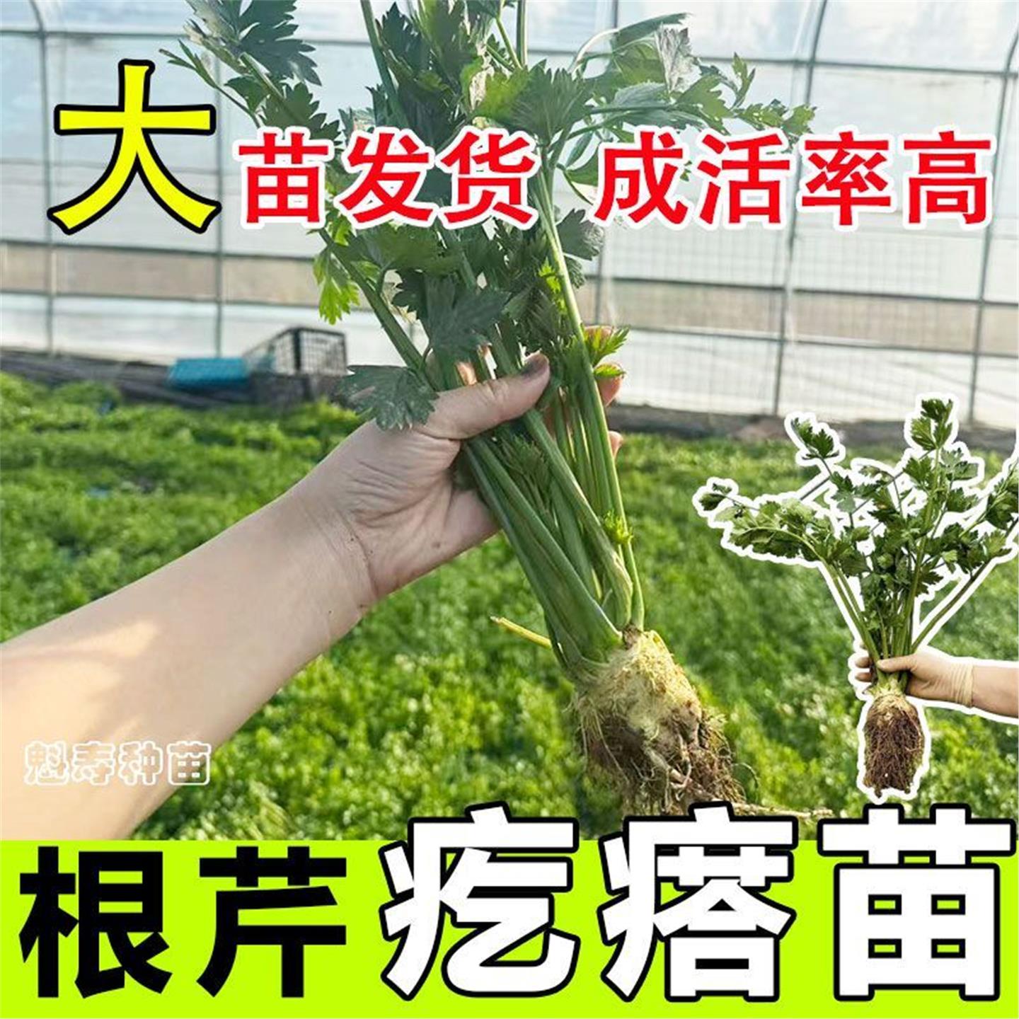 根芹球菜种苗蔬阳台四季孑