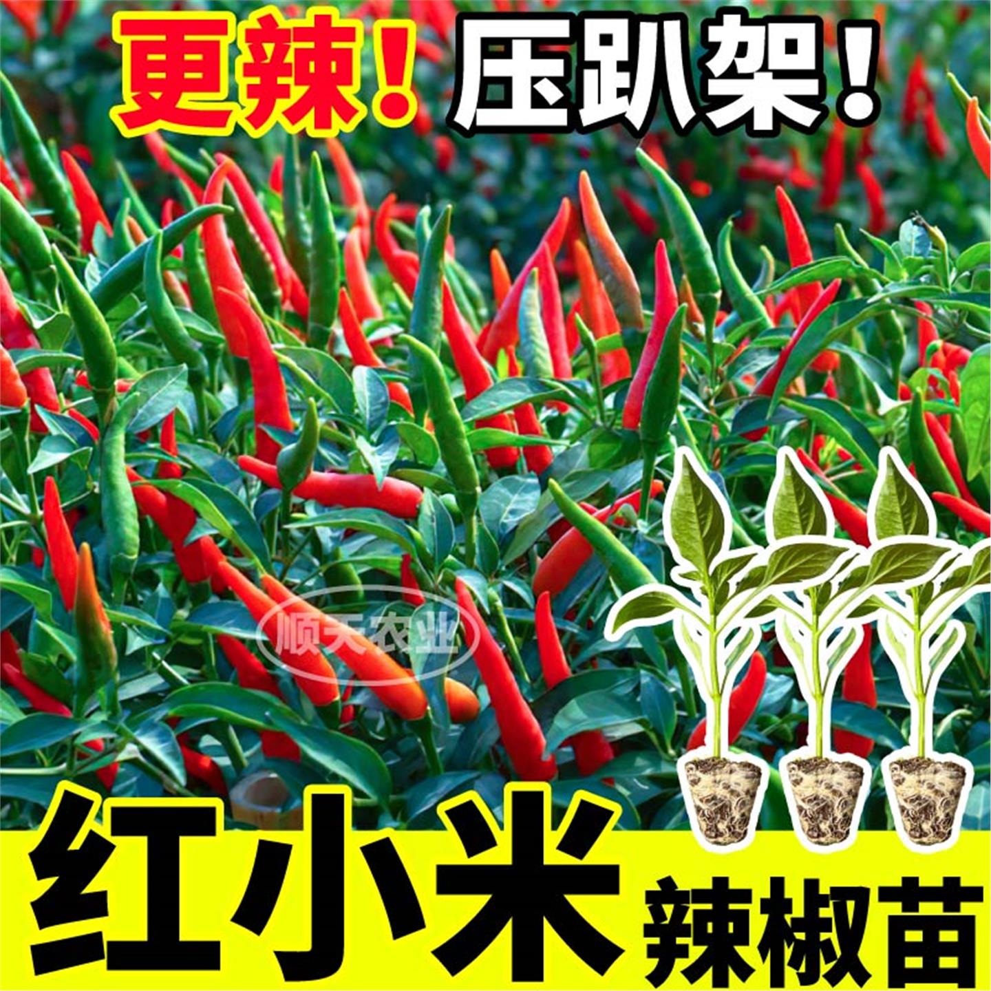 寿光特辣红小米椒苗秧高产