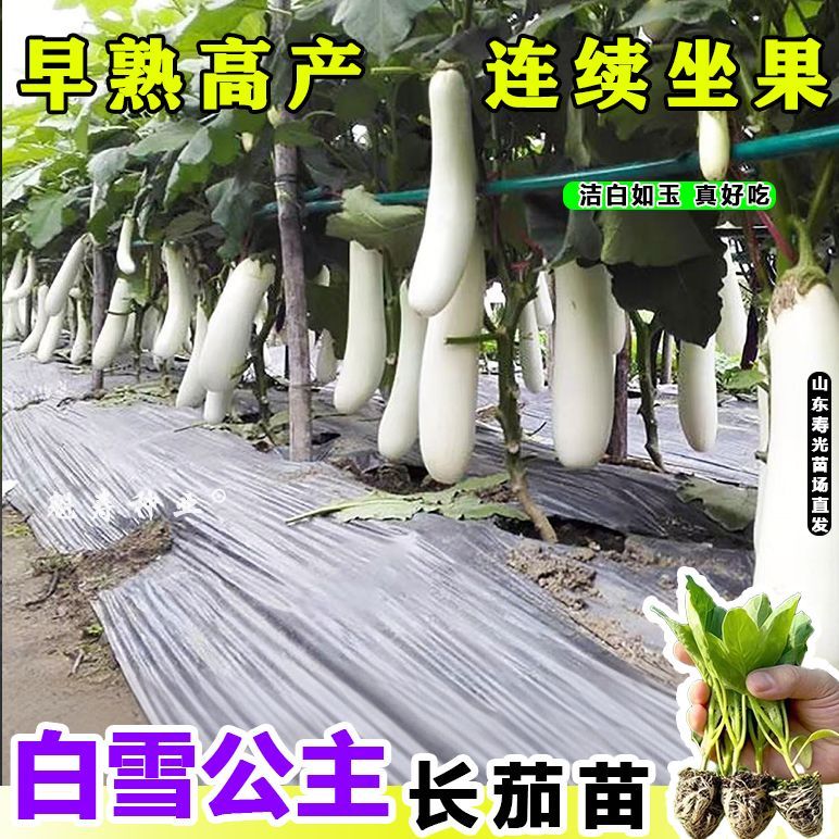 寿光早熟白色长茄秧苗玉雪