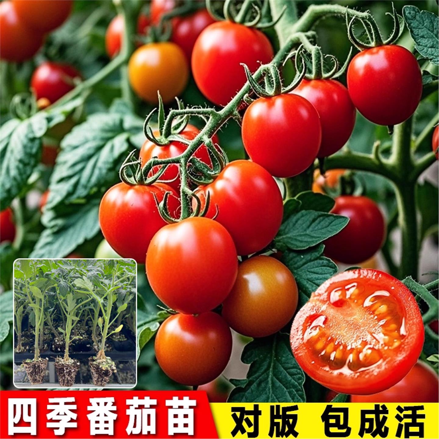 春季蔬菜苗幼番茄小秧四子