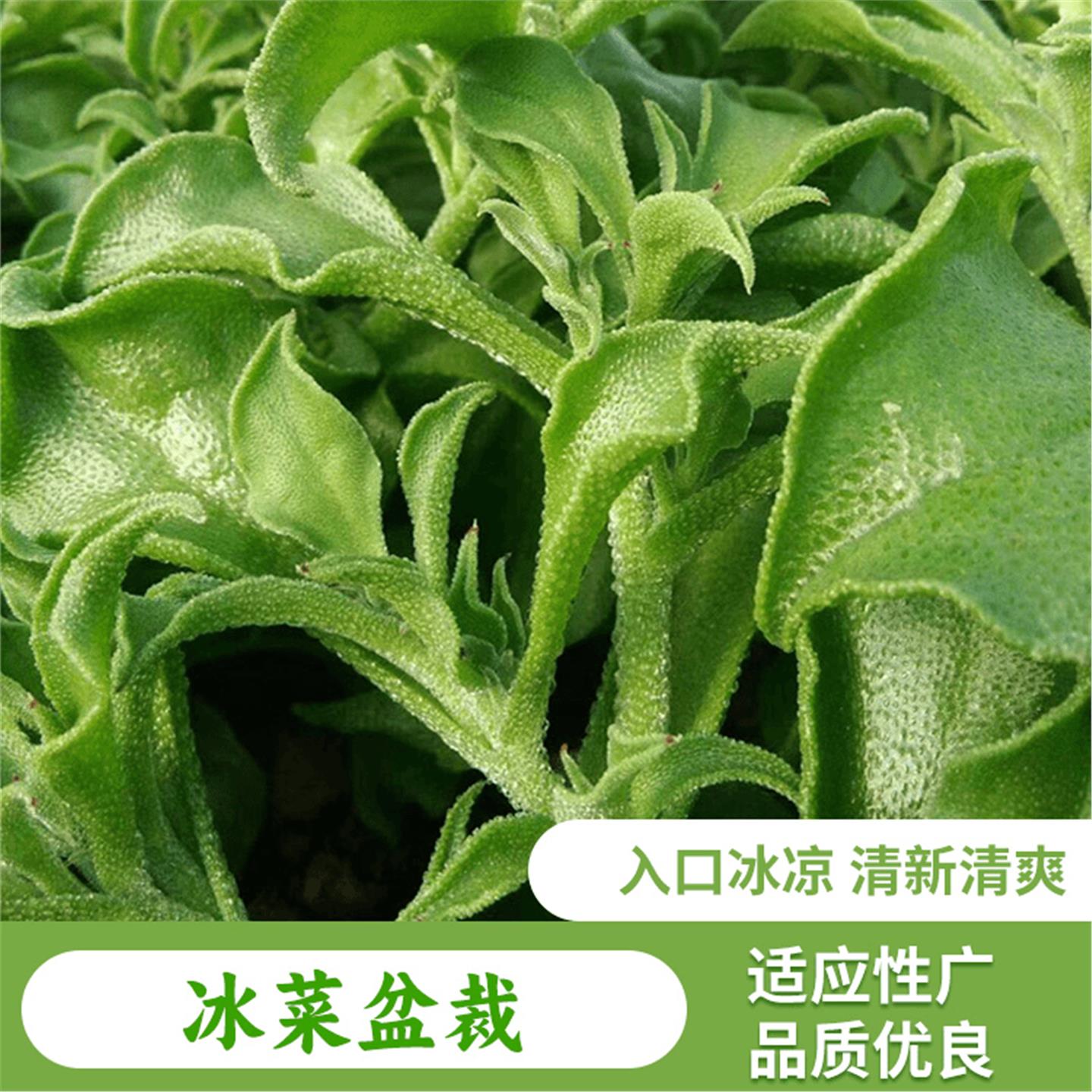 冰菜种籽苗非洲晶四季耐热