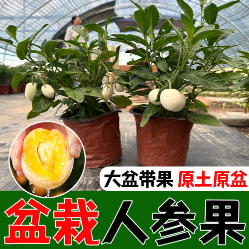 奶香人参果苗秧当年结正宗