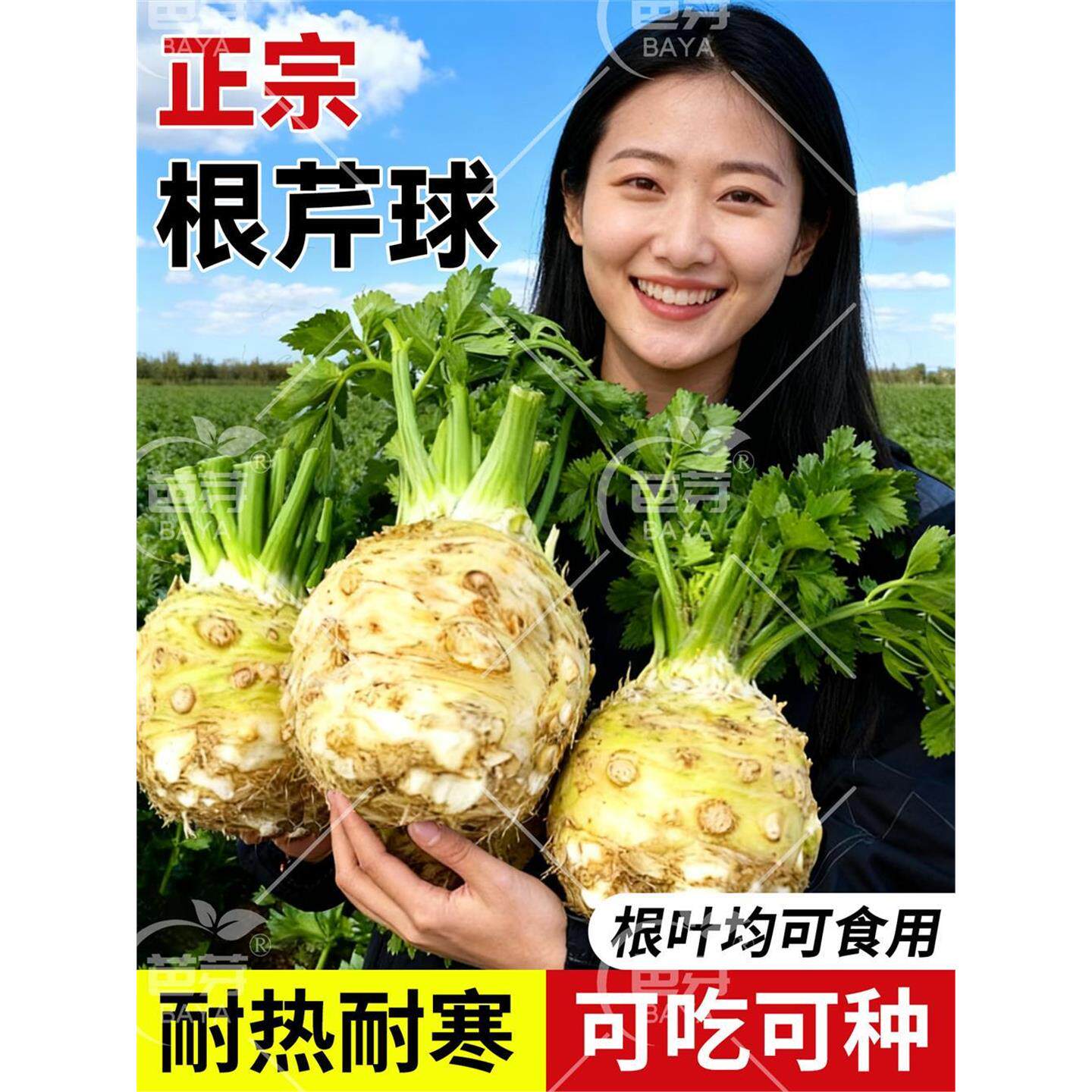 根芹种球子可大面积植地中