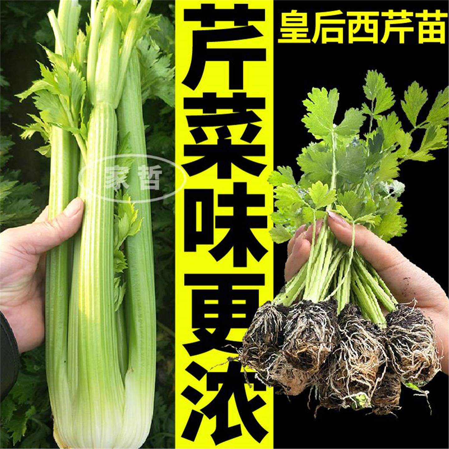 寿光高产皇后大西芹秧苗四