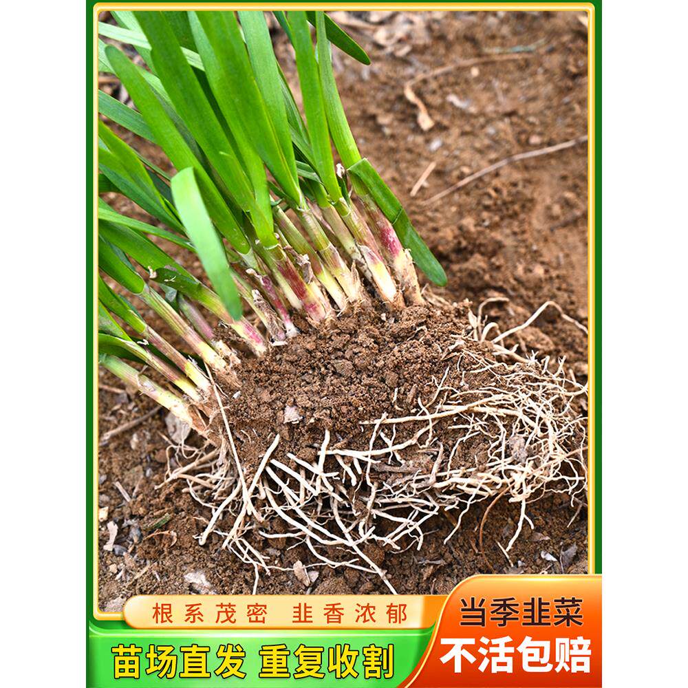 韭菜根新鲜蔬特产种子籽四