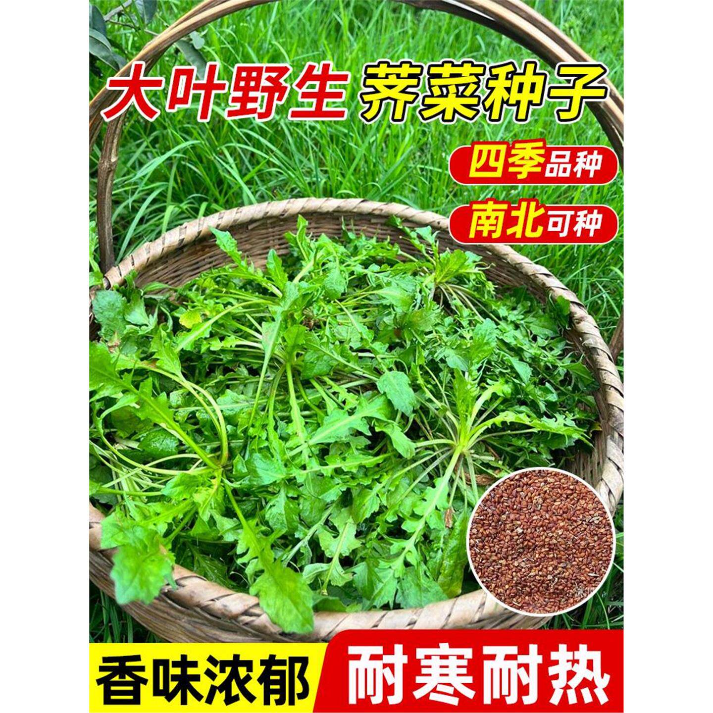 荠菜种子籽四季高产易阳台