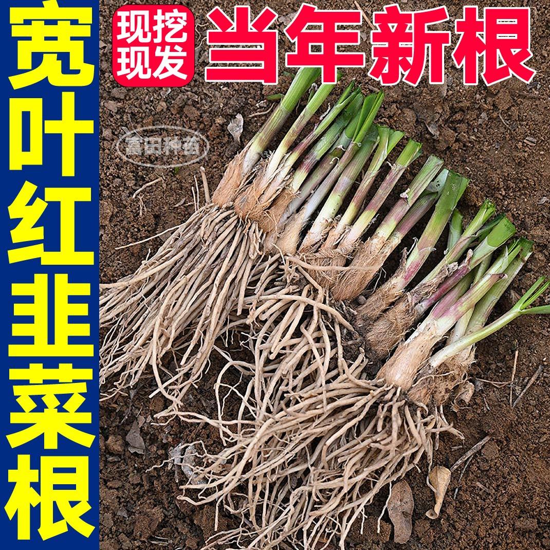 寿光现挖发红根韭菜宽叶独