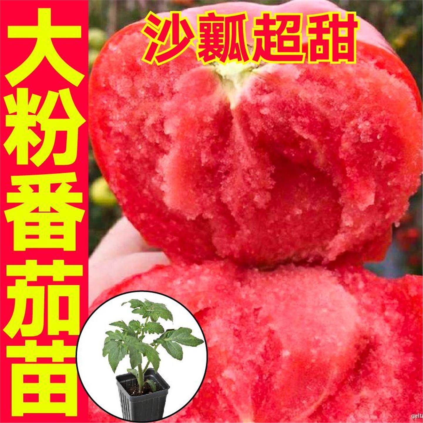 寿光正宗大毛粉番茄苗秧带