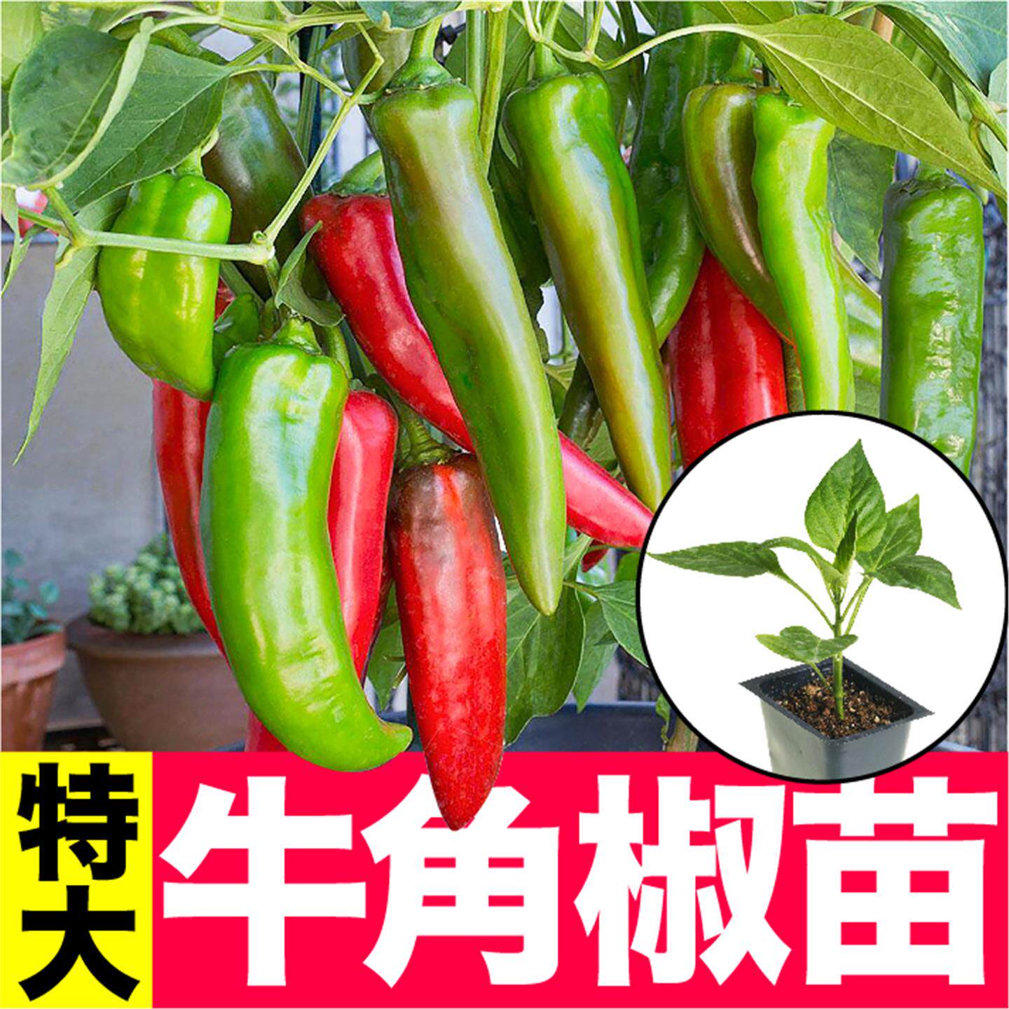 特大牛角尖椒苗羊辣秧种子