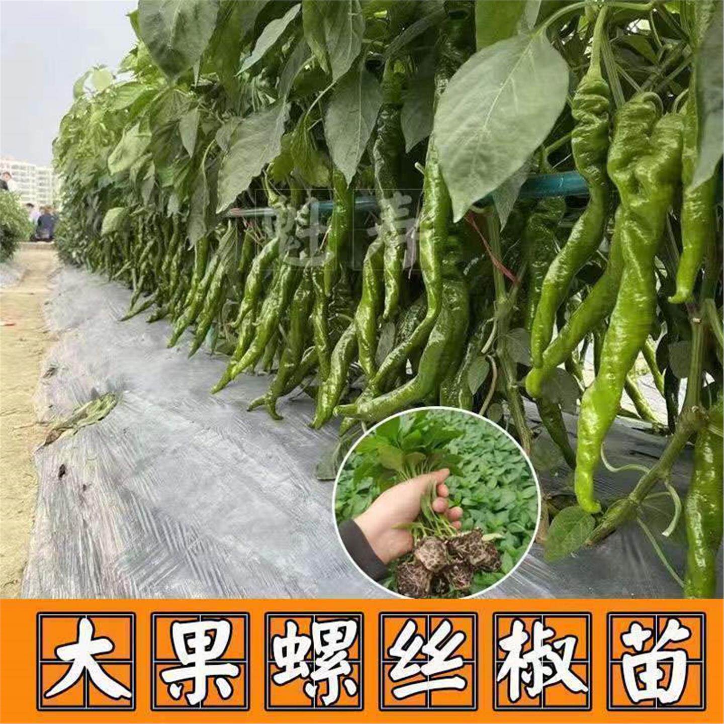 菜都盛拢1号螺丝椒辣苗高