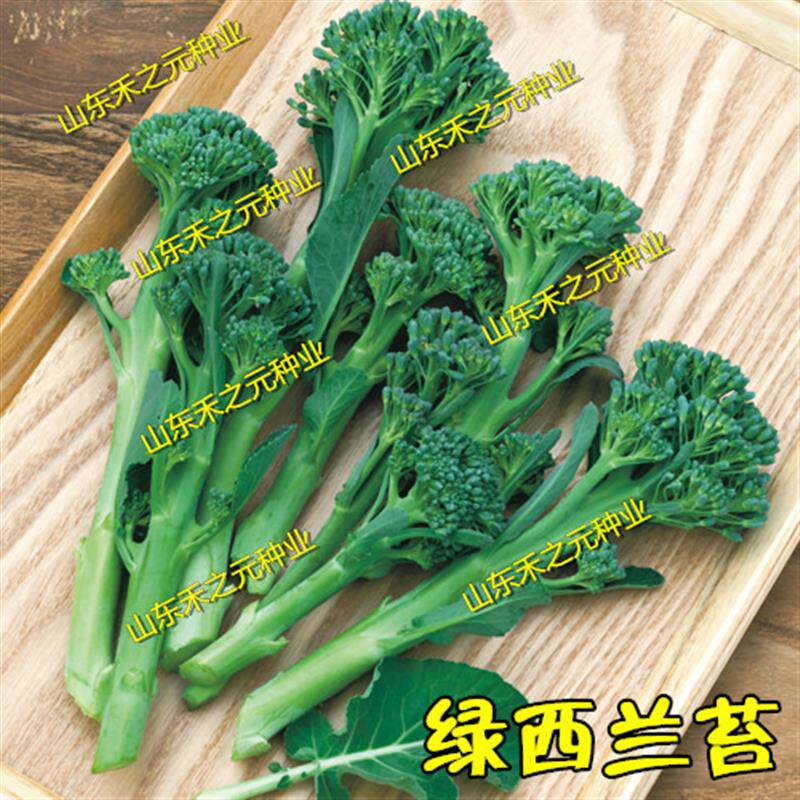 西兰苔种子西洋芥兰小西兰花芦笋青花菜笋秀兰芥蓝籽四季春禾之元