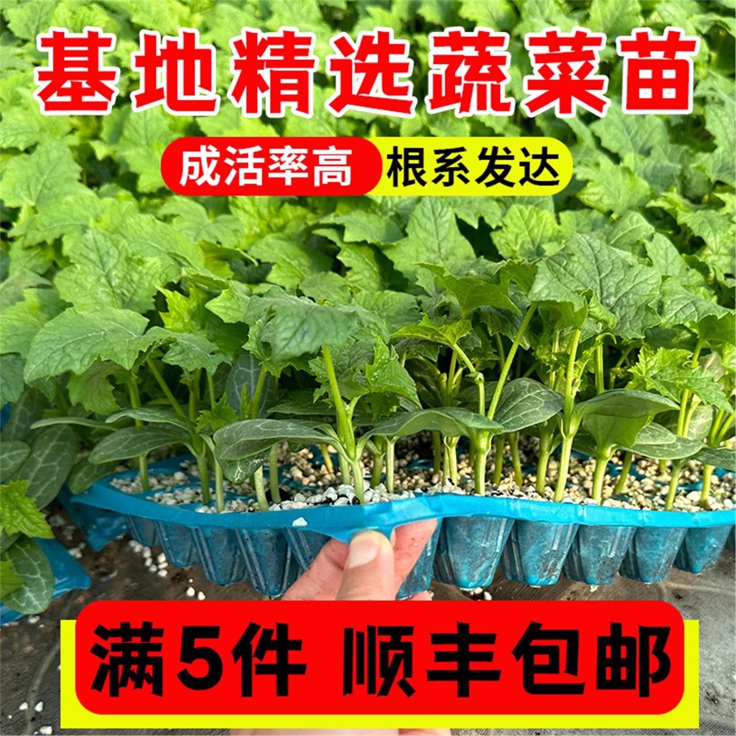 各种蔬菜苗四季植秧番茄红