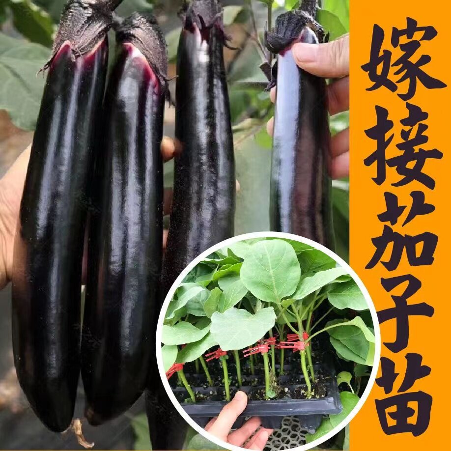 嫁接茄子苗秧高产紫黑长圆