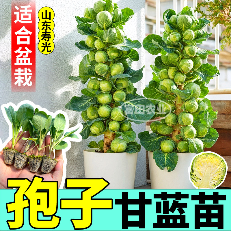 高产孢子甘蓝苗秧绿紫抱迷