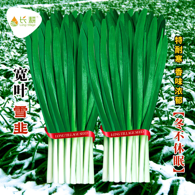 宽叶雪韭种子大菜籽春秋四