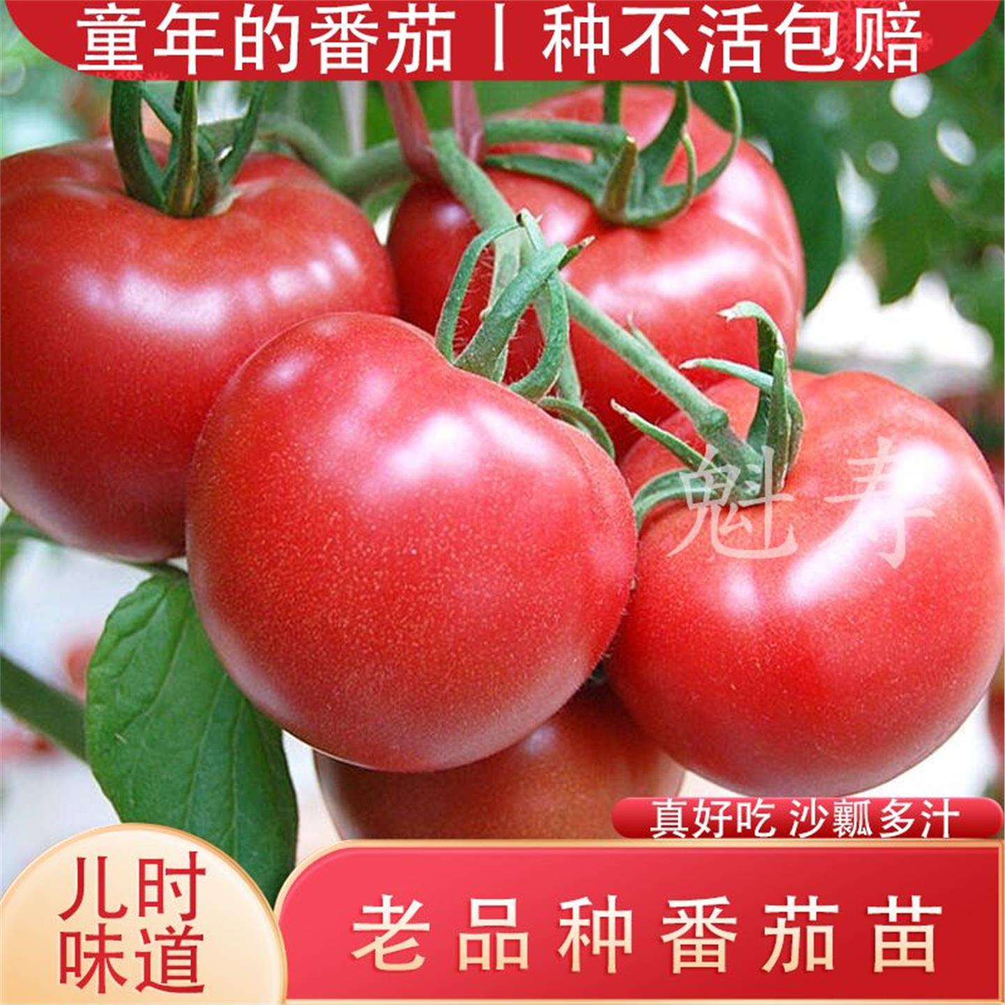 老品种沙瓤番茄苗大粉西红