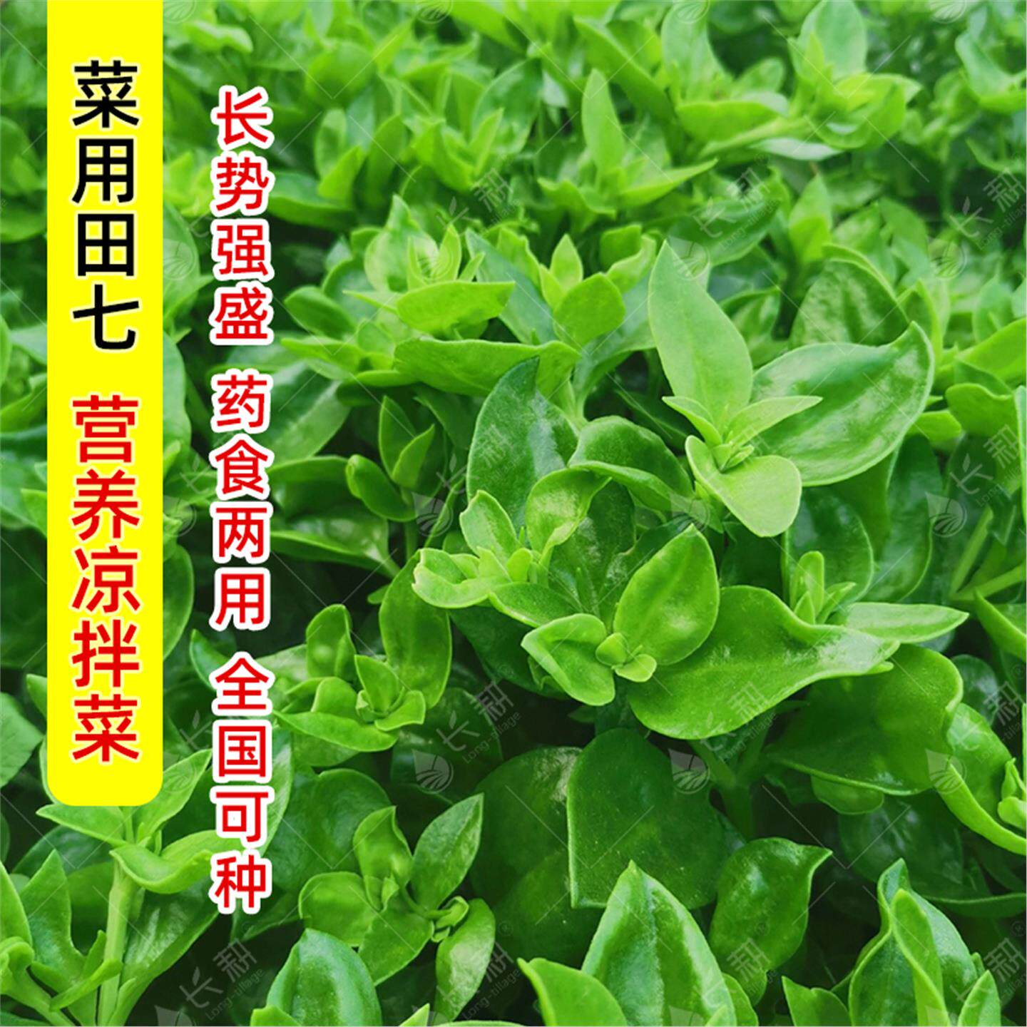田七种苗穿心莲苗子春夏四季阳台盆栽牡丹吊兰可食用蔬菜三七籽种
