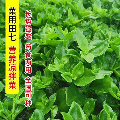 田七种苗穿心莲子春夏四季