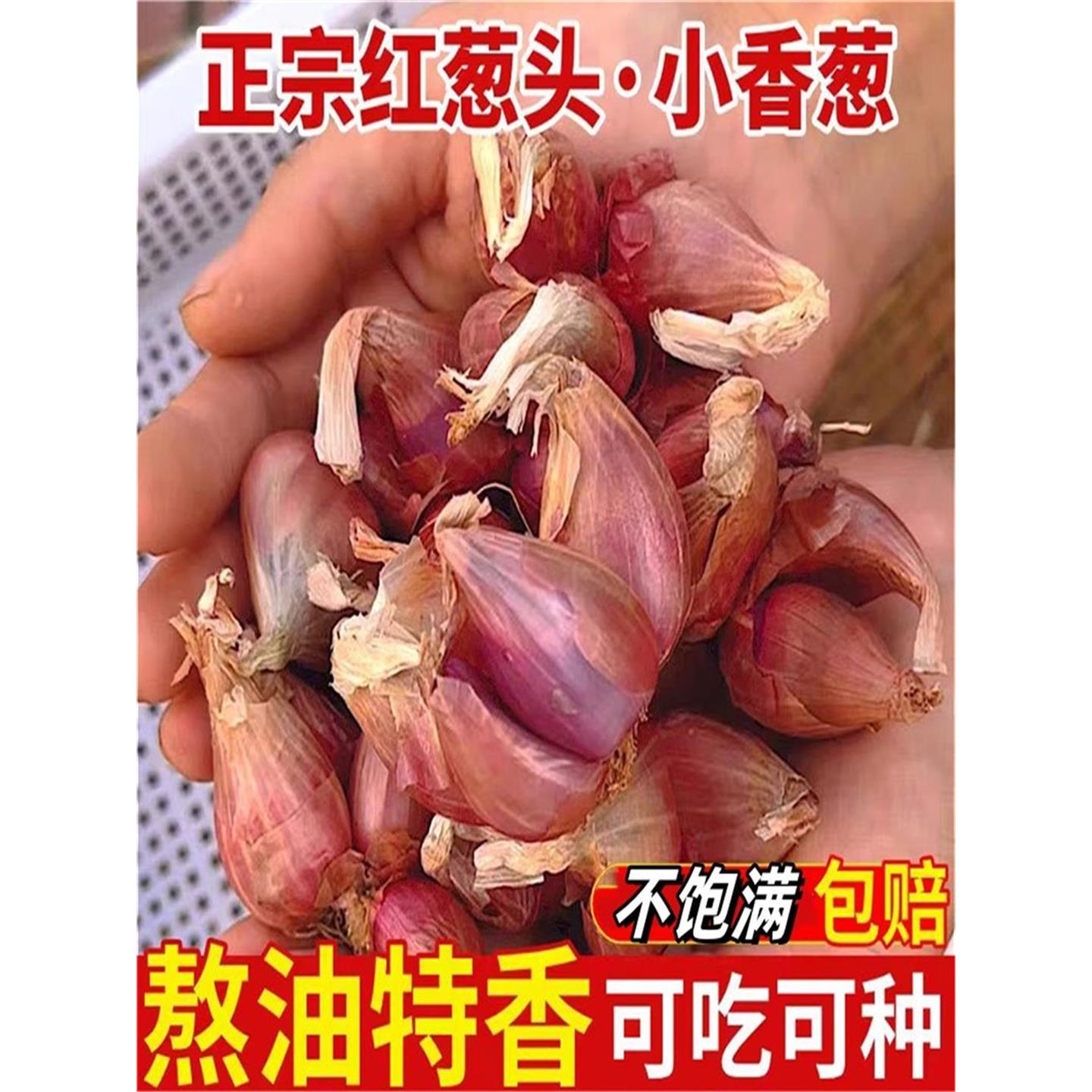 葱类新鲜红头蔬菜种小四季