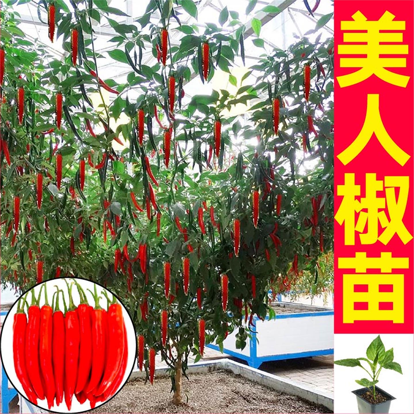 摘不败美人椒秧苗带土球小