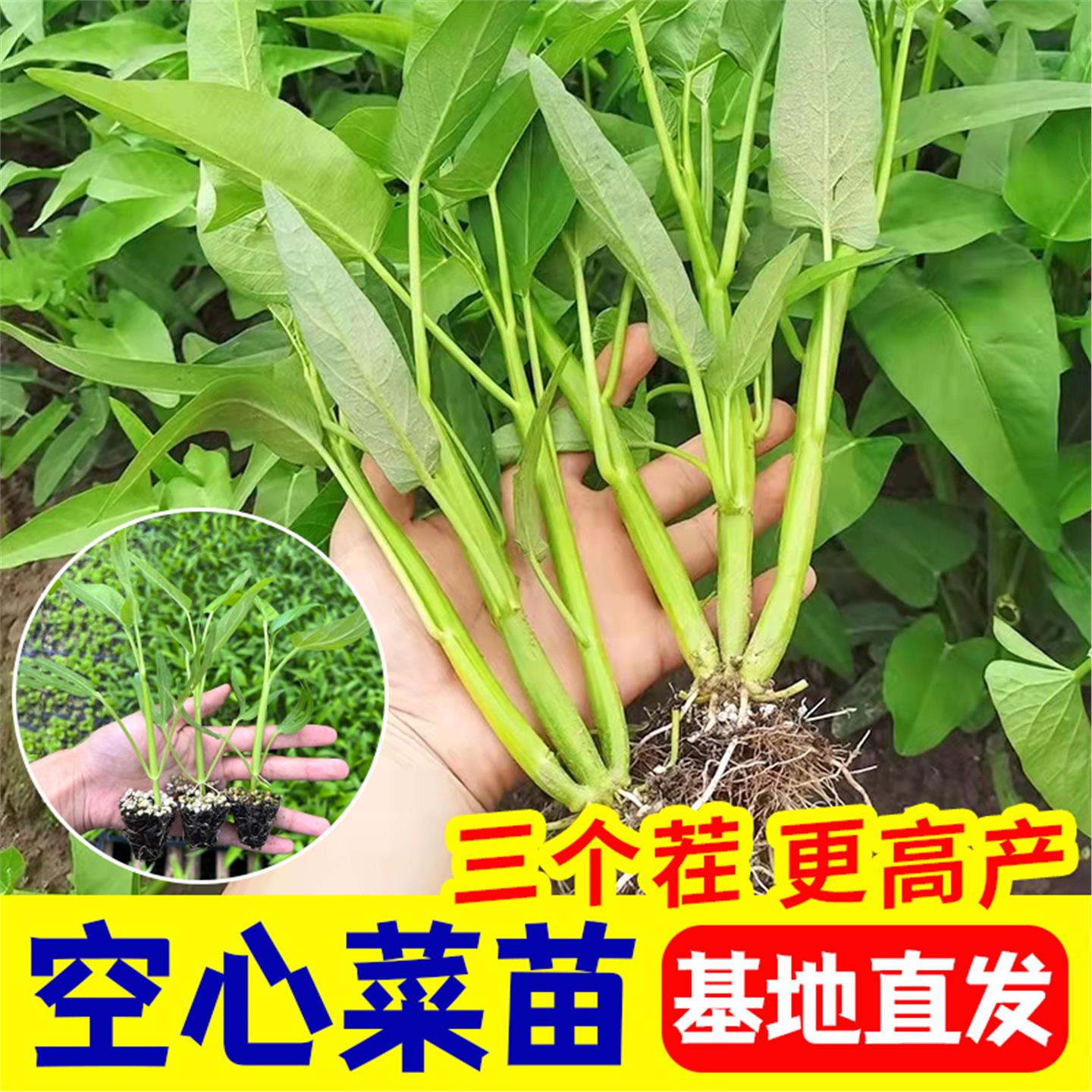 四季空心菜苗耐高温三叉产