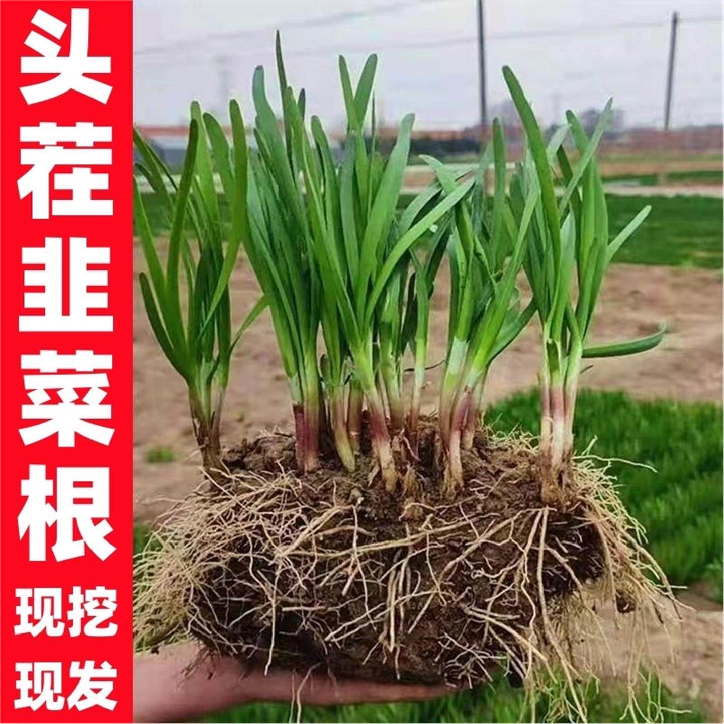 新韭菜根苗紫红宽叶室内阳