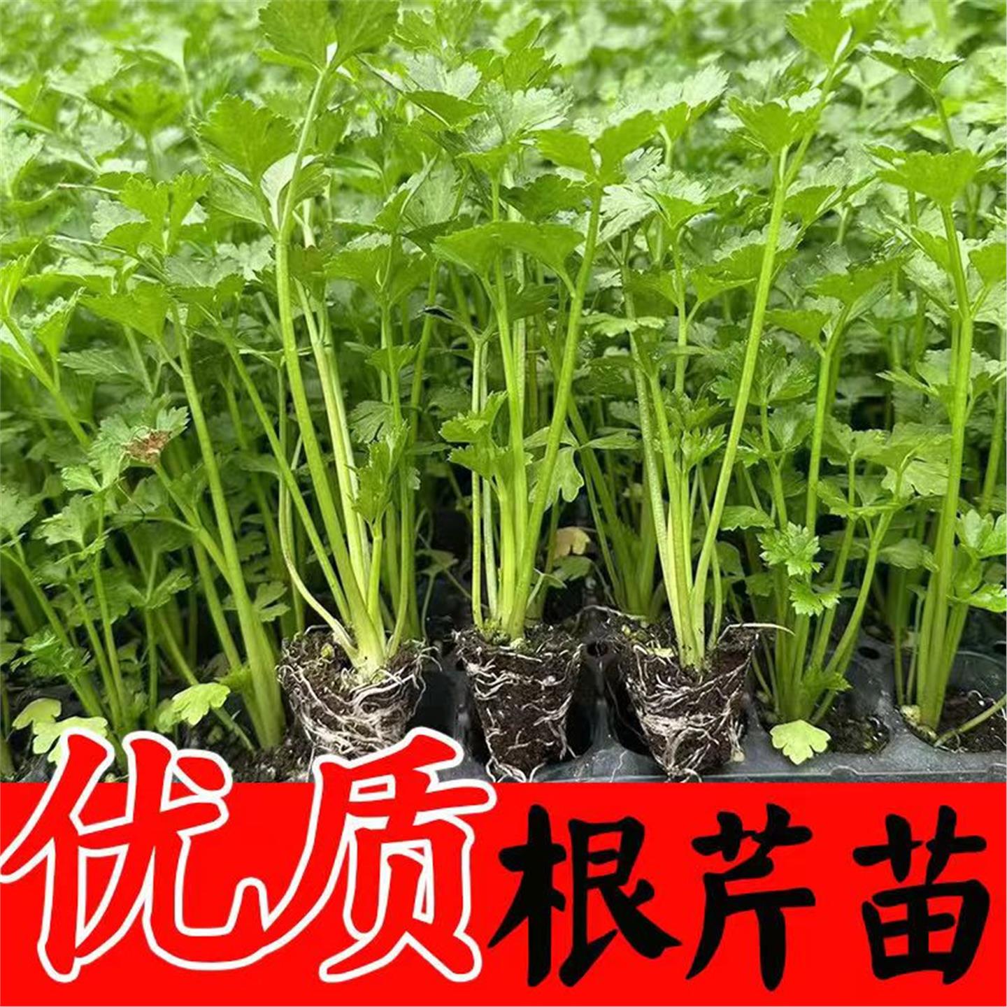 小香芹菜苗四季摩西水种子
