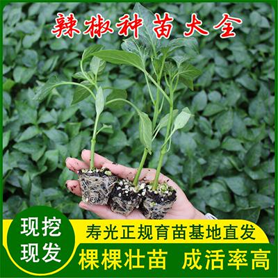 辣椒种苗大全蔬菜子阳台盆