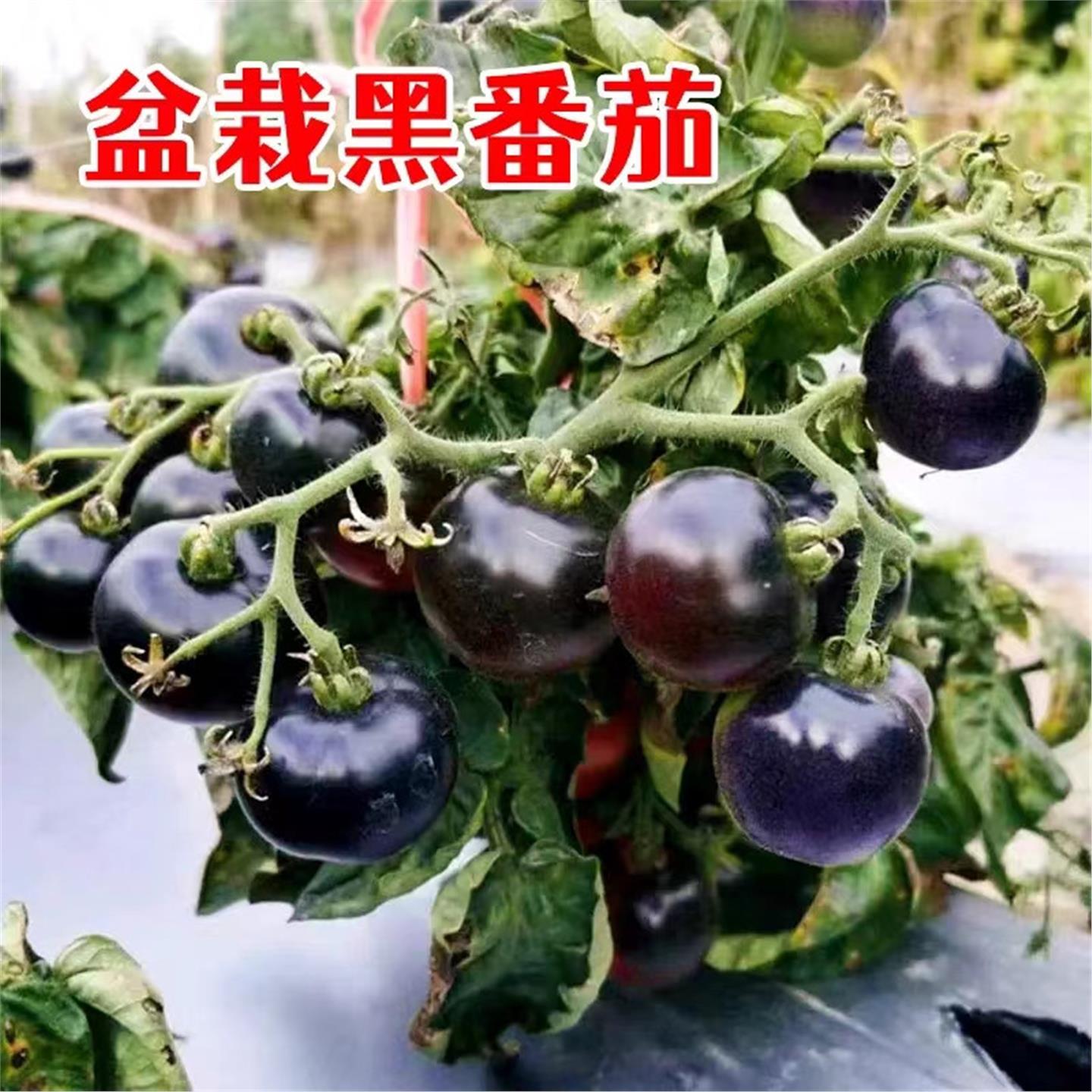 矮生盆栽小黑樱桃种子西红