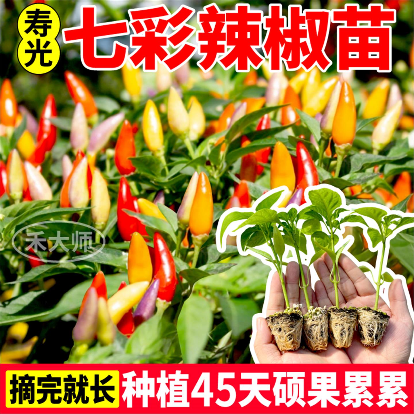 寿光七彩辣椒苗秧可观赏食