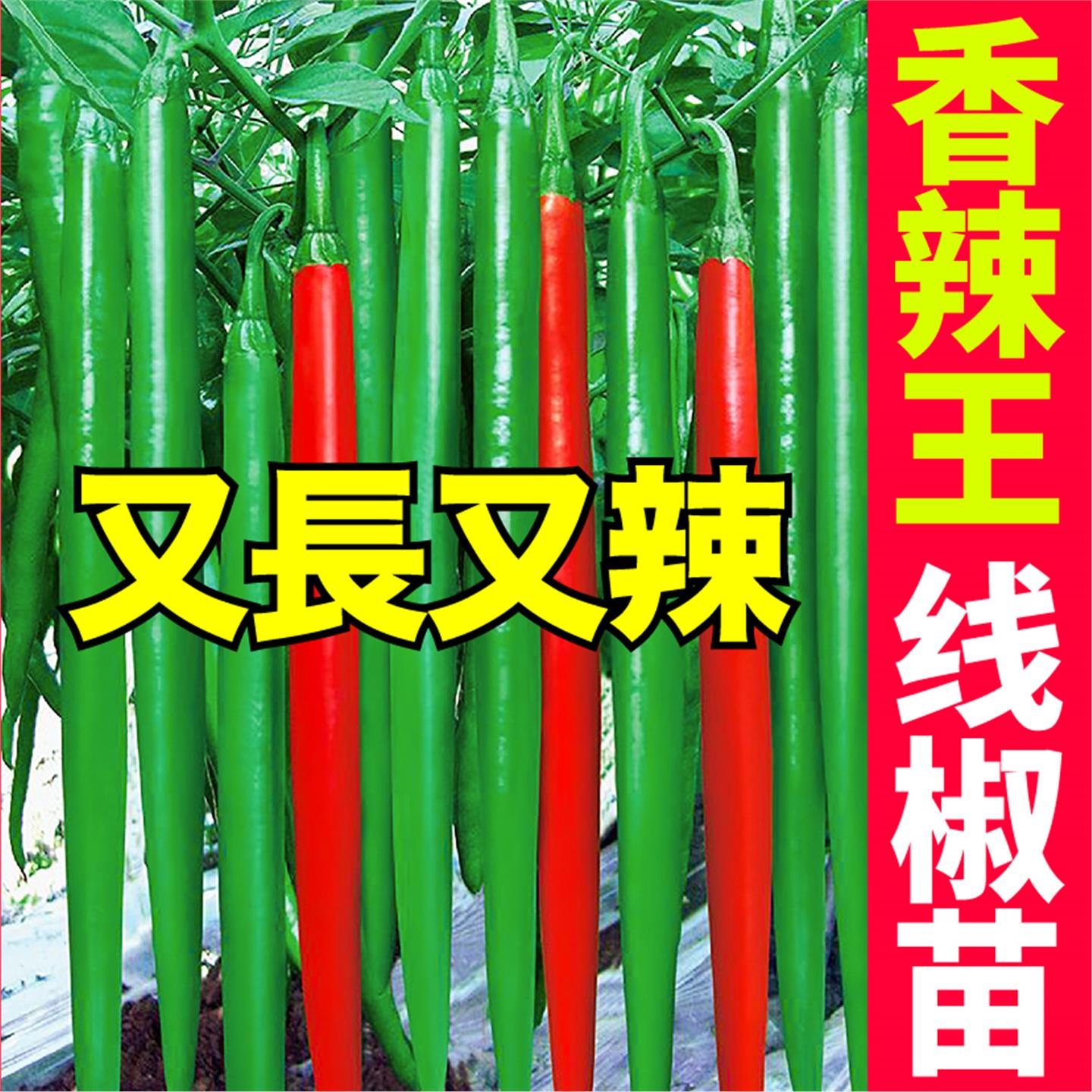 又长辣线椒秧苗带土球二荆