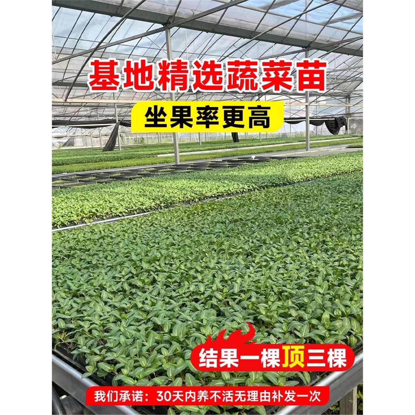 春播各种蔬菜苗秧大全四季