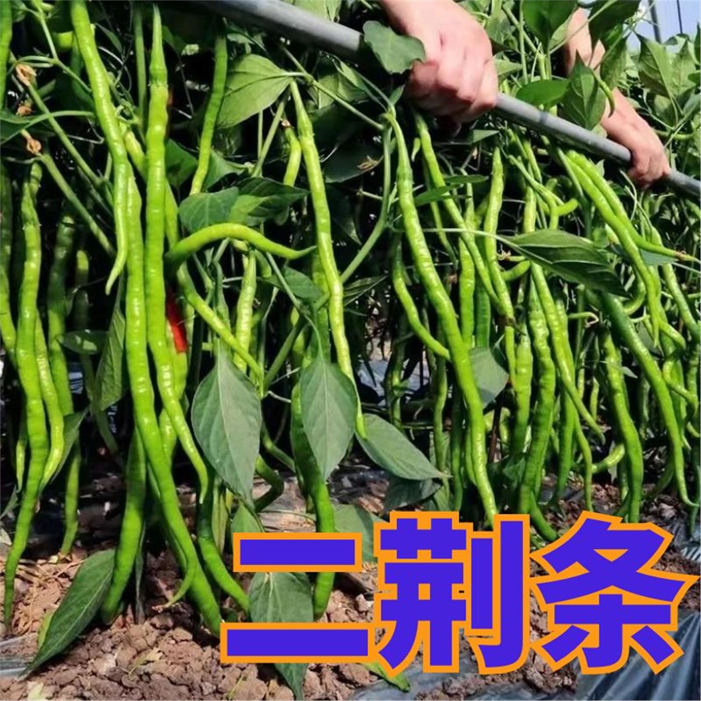 线椒苗子辣籽秧春季蔬菜种