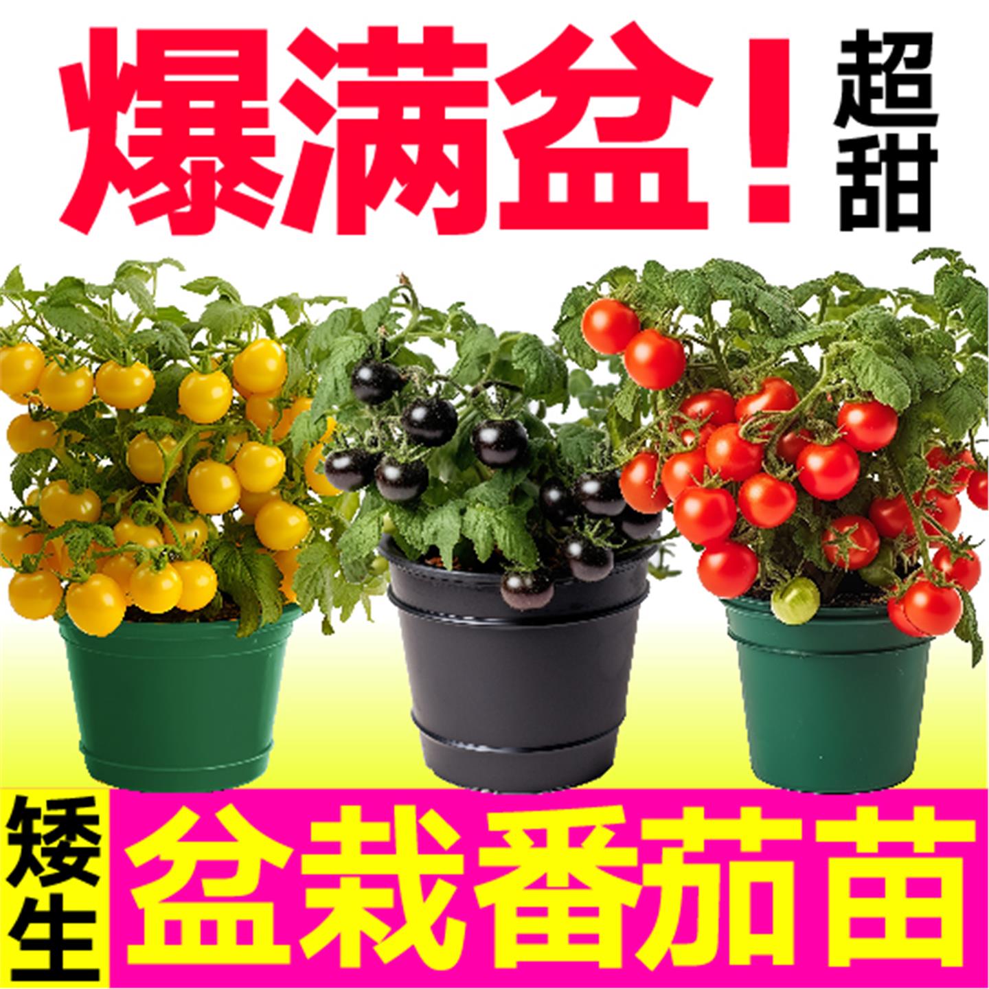 矮生番茄苗红黄黑三色樱桃