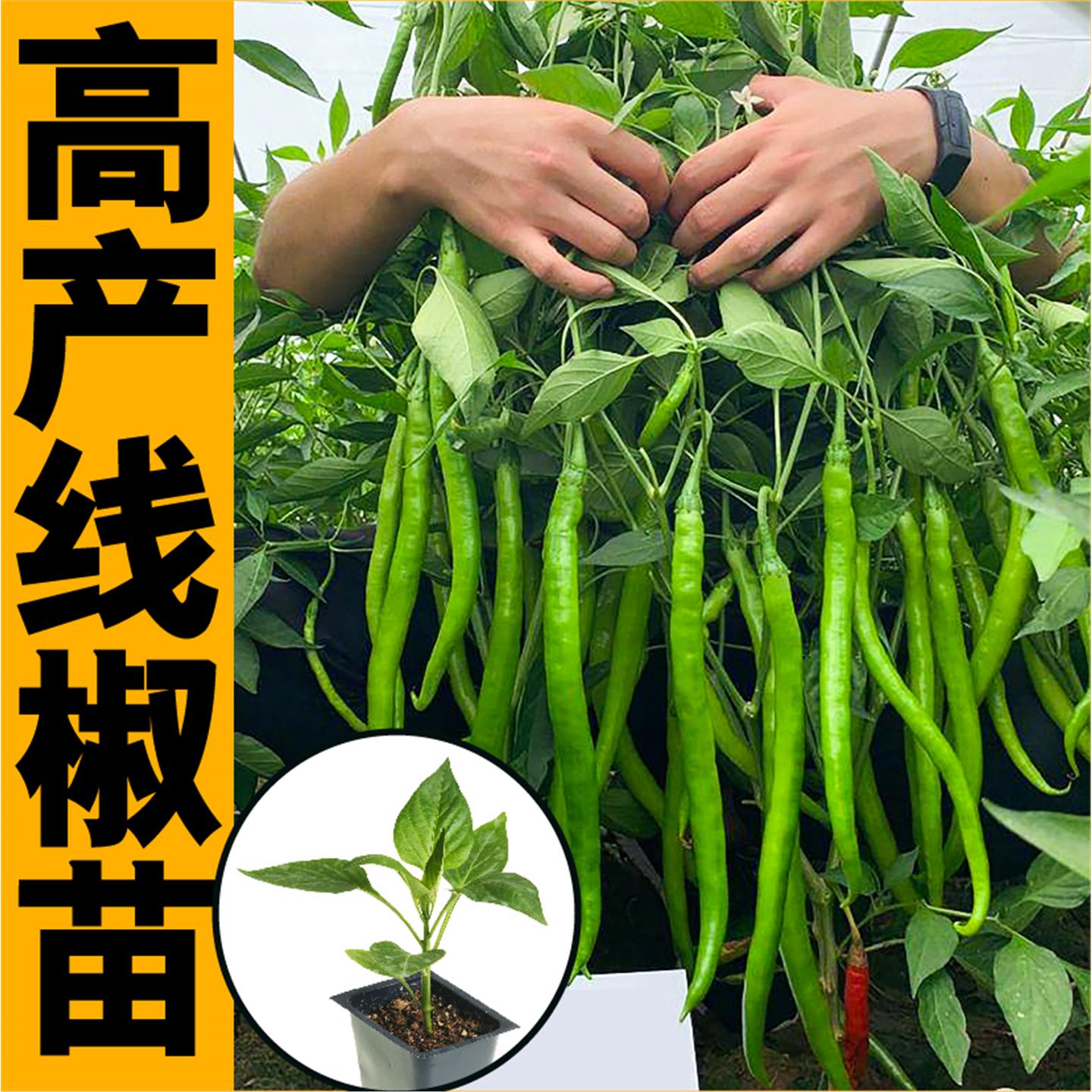 高产长线椒苗秧香辣二荆条