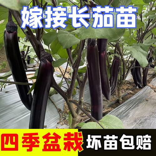 嫁接长茄苗子嫁接长茄秧苗