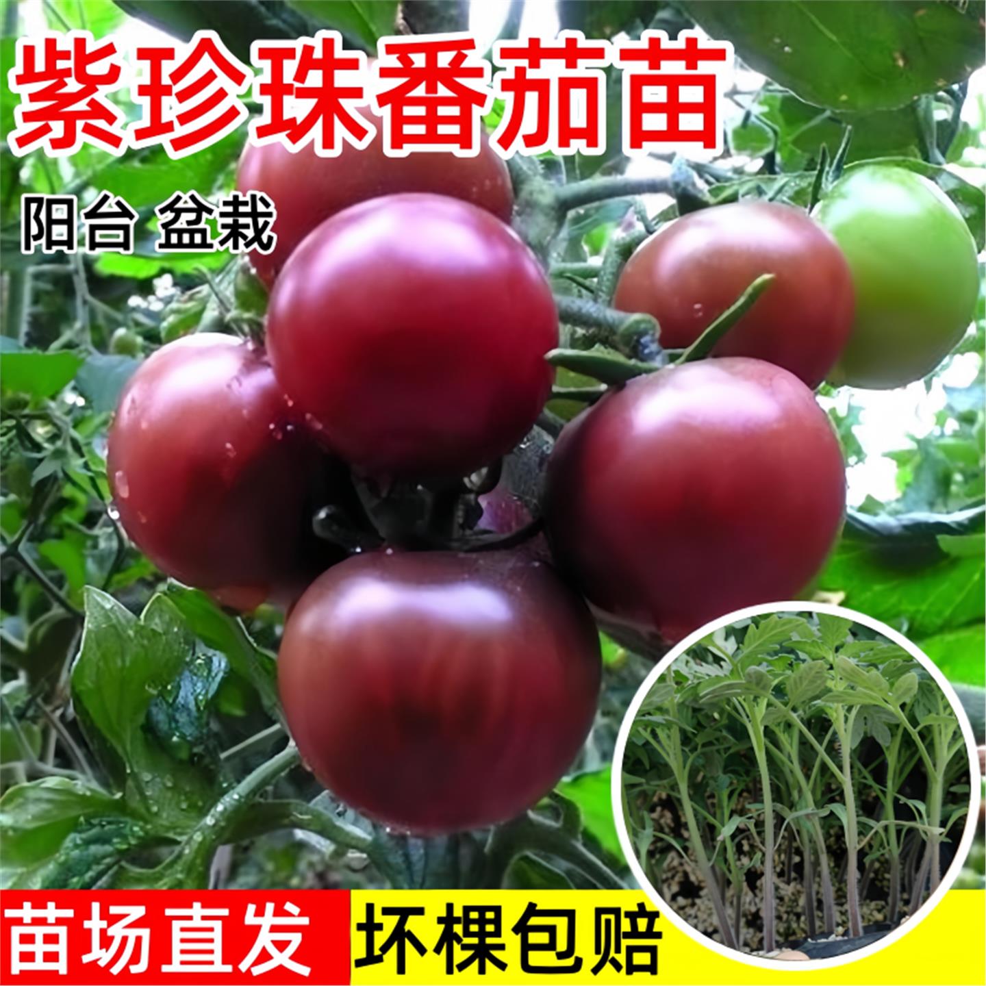 紫珍珠番茄苗秧巧克力小黑