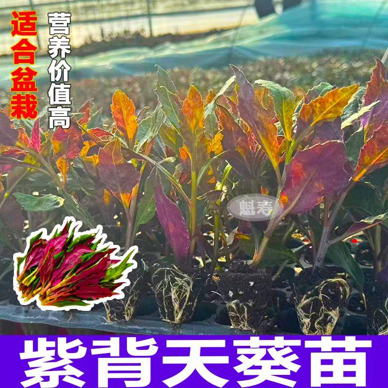 紫背天葵苗菜血皮四季盆栽