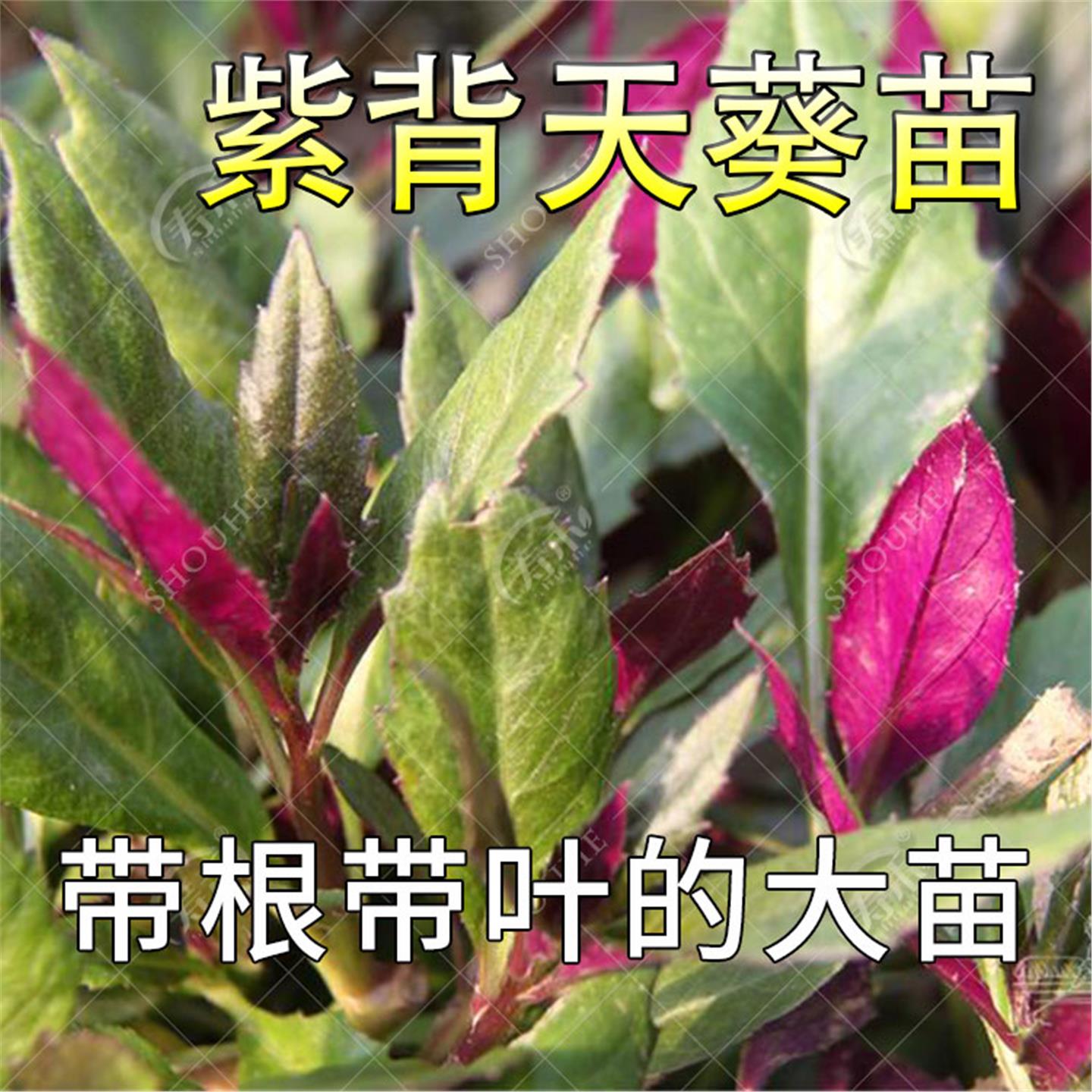 紫背天葵种子籽苗红菜四季