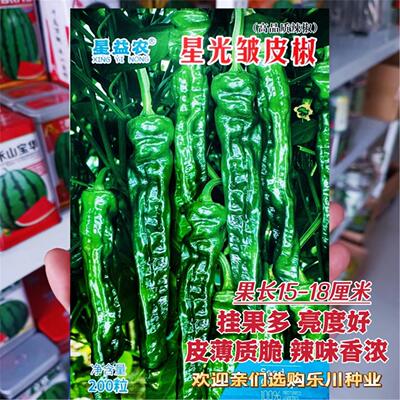 皱辣椒种子籽长果小皮黑亮