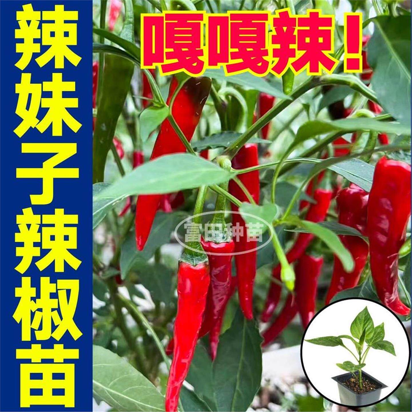 嘎嘎辣辣妹子辣椒苗秧带土球干鲜两用种子籽魔鬼红小米辣四季盆栽