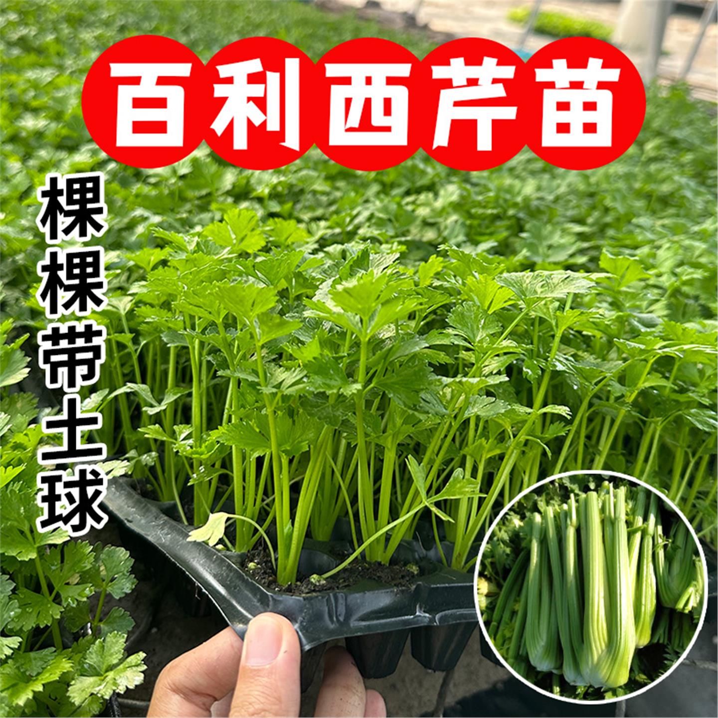芹菜苗根四季种籽小香子西