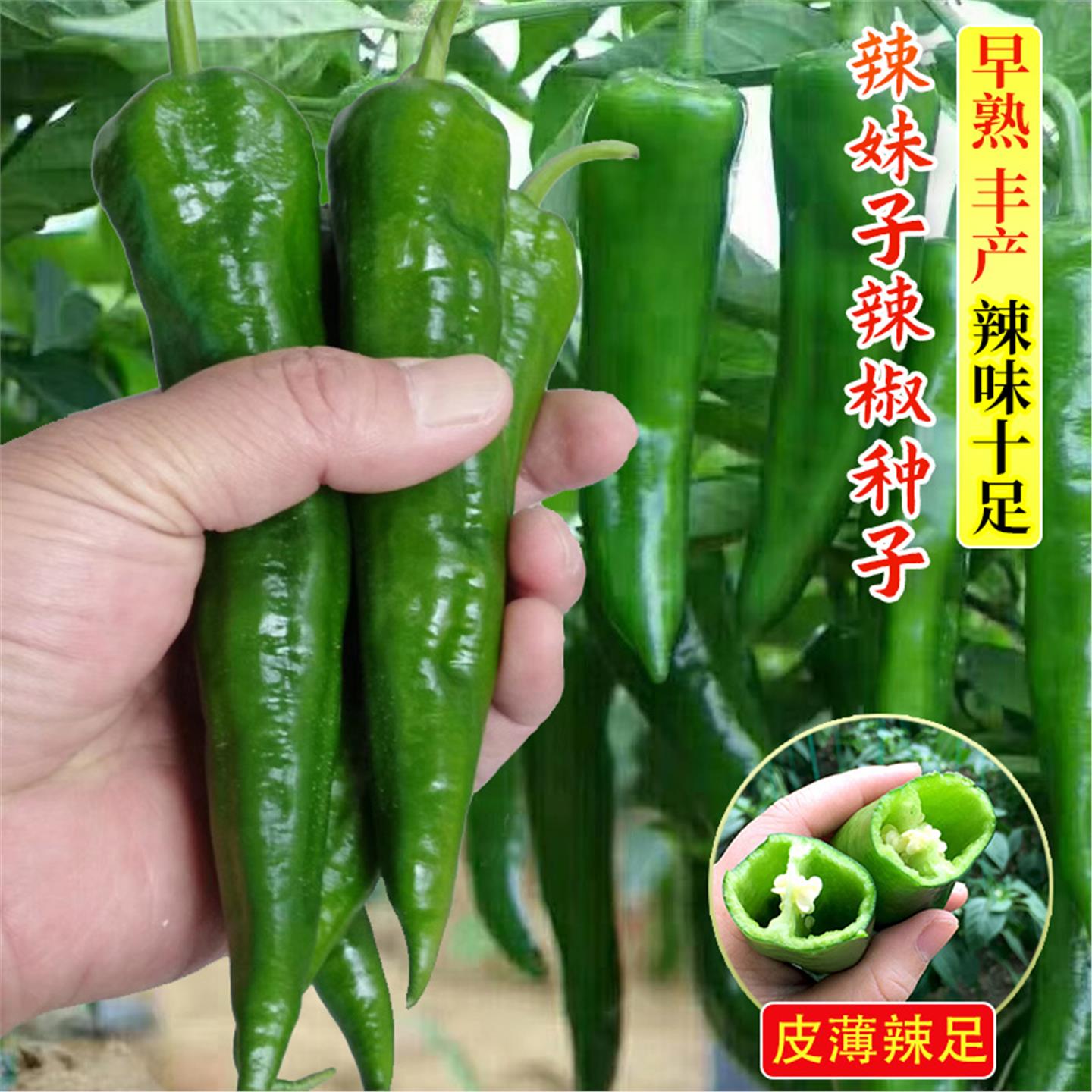 辣妹子椒种秧苗超羊角孑红