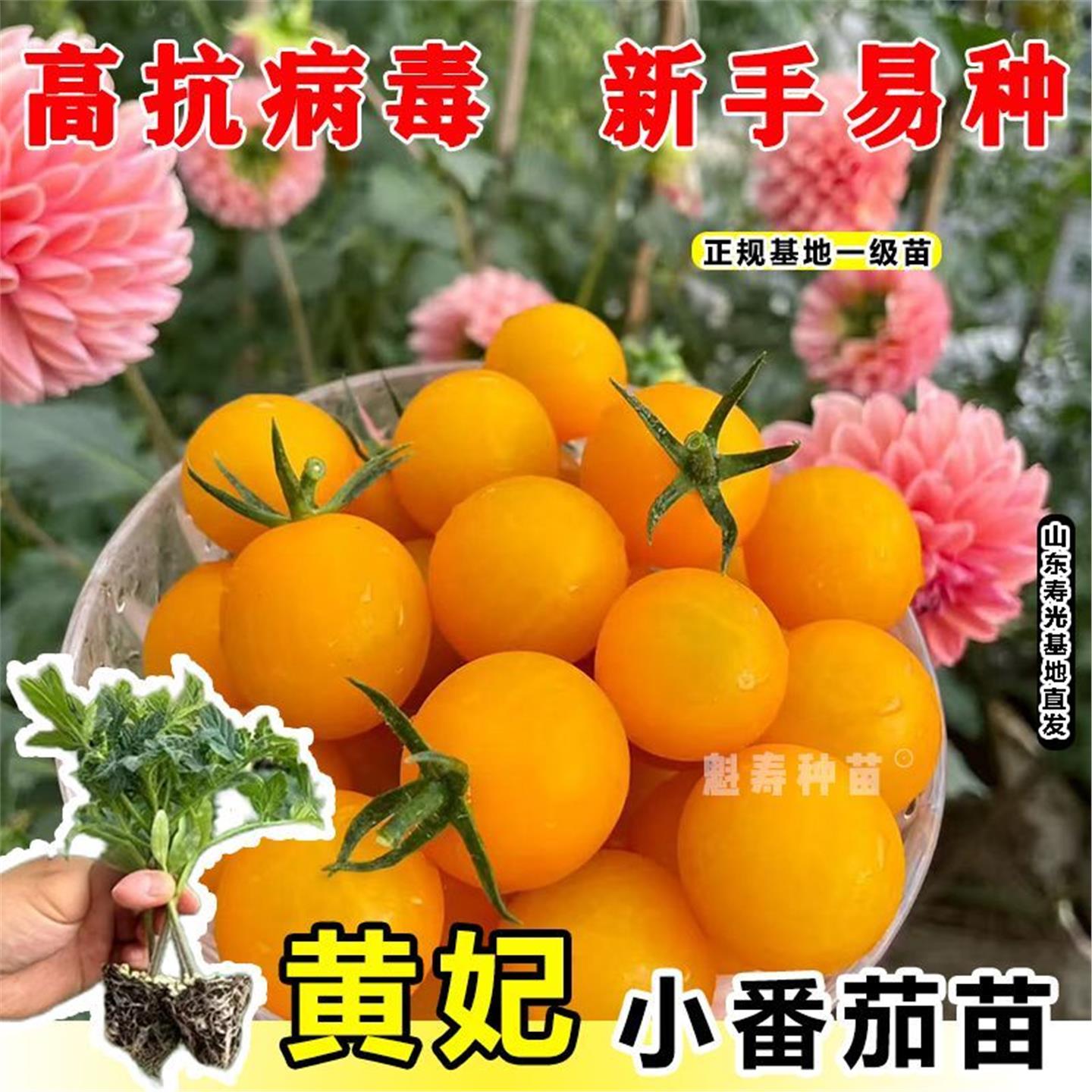黄妃樱桃番茄秧苗西红柿种