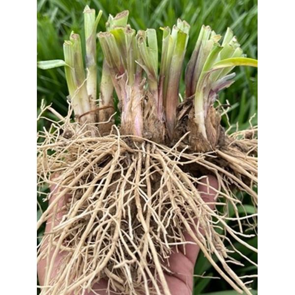 独根红韭菜种子紫籽青蔬孑